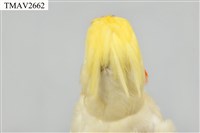 玄鳳鸚鵡藏品圖，第17張